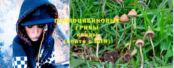PSILOCYBIN Зерноград